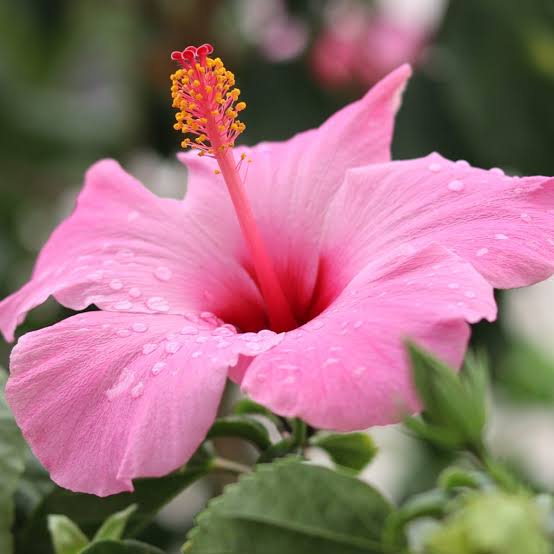 Hawaiian Hibiscus - Wax Melt Tart